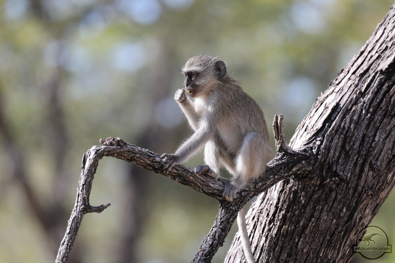 [1165] 2019_06_21_15_18_55_Africa_Canon_EOS_5D_Mark_IV_IMG_0003806_00005.jpg