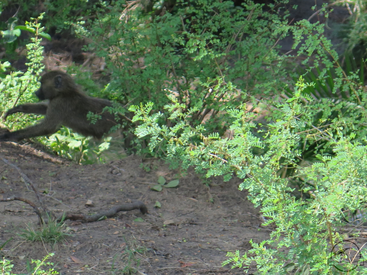 [1170] 2019_06_30_03_52_30_Africa_Canon_PowerShot_G16_IMG_0088_00517.jpg