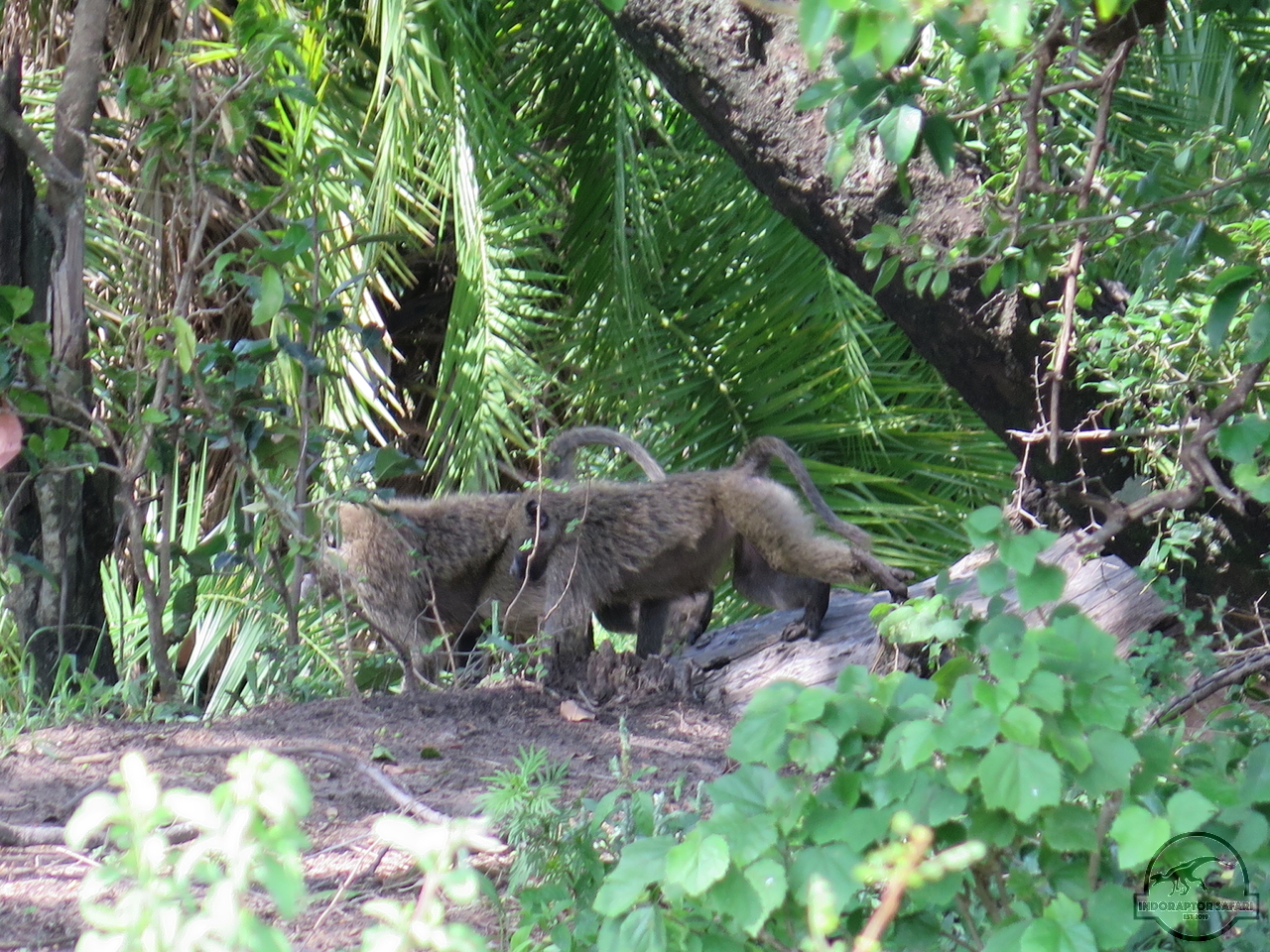 [1172] 2019_06_30_03_52_45_Africa_Canon_PowerShot_G16_IMG_0090_00518.jpg