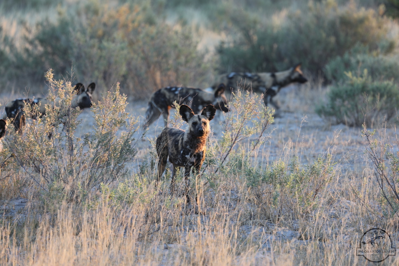 [1229] 2019_06_19_22_44_24_Africa_Canon_EOS_5D_Mark_IV_IMG_0000525_00002.jpg