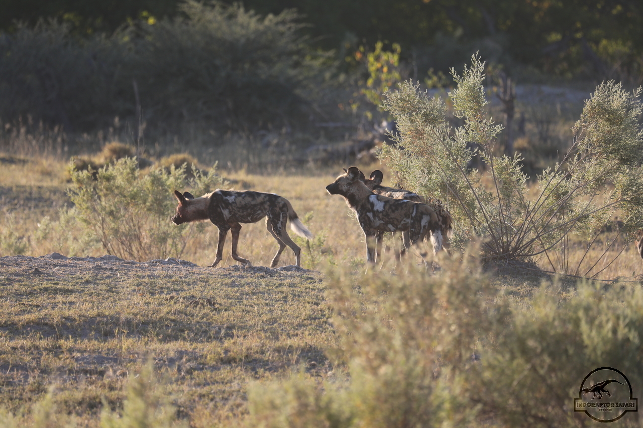 [1231] 2019_06_20_12_41_56_Africa_Canon_EOS_5D_Mark_IV_IMG_0000808_00003.jpg
