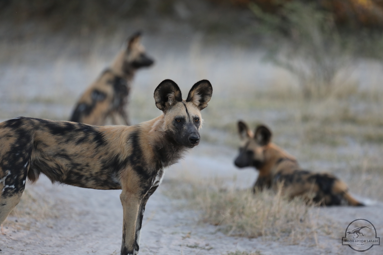 [1251] 2019_06_22_22_44_02_Africa_Canon_EOS_5D_Mark_IV_IMG_0003561_00010.jpg