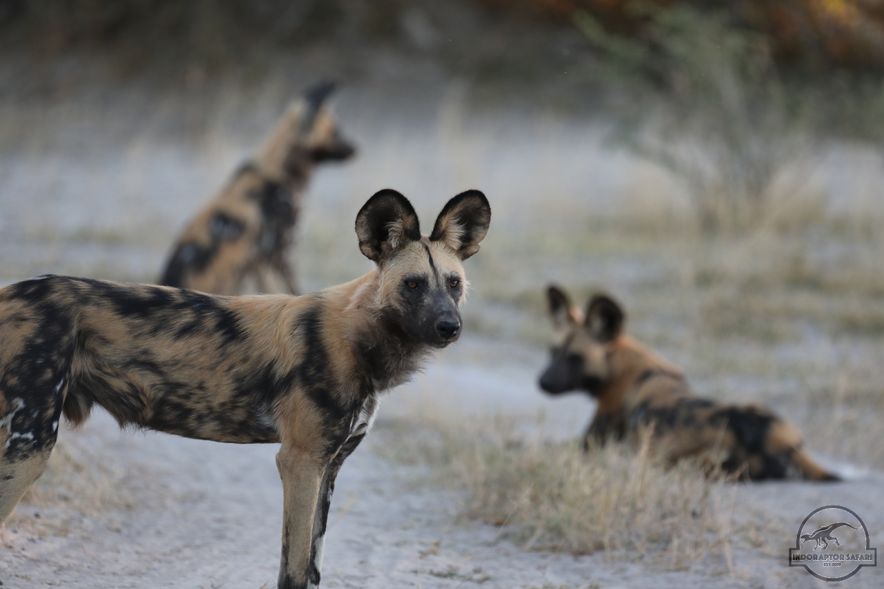 [1254] 2019_06_22_22_44_02_Africa_Canon_EOS_5D_Mark_IV_IMG_0003562_00554.jpg