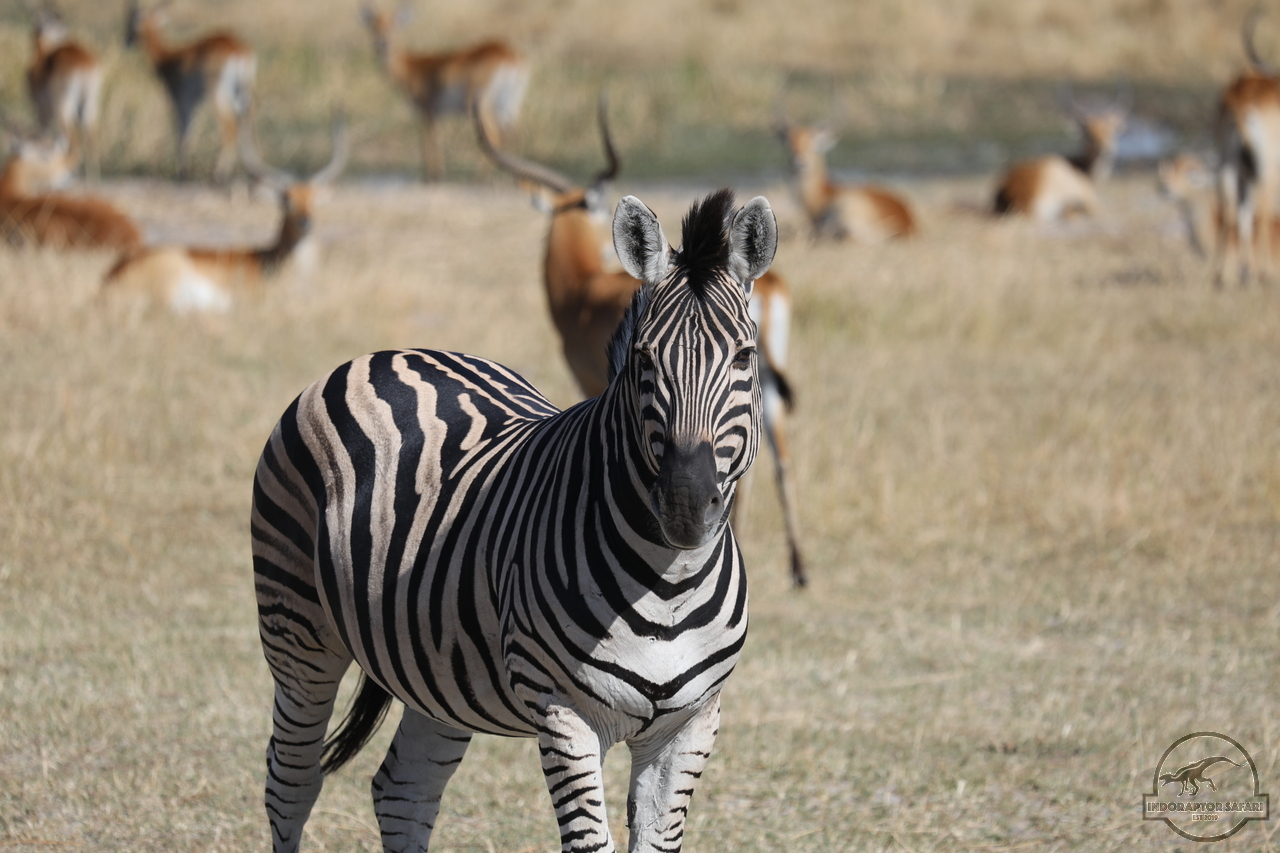 [1257] 2019_06_20_15_25_42_Africa_Canon_EOS_5D_Mark_IV_IMG_0001126_00001.jpg