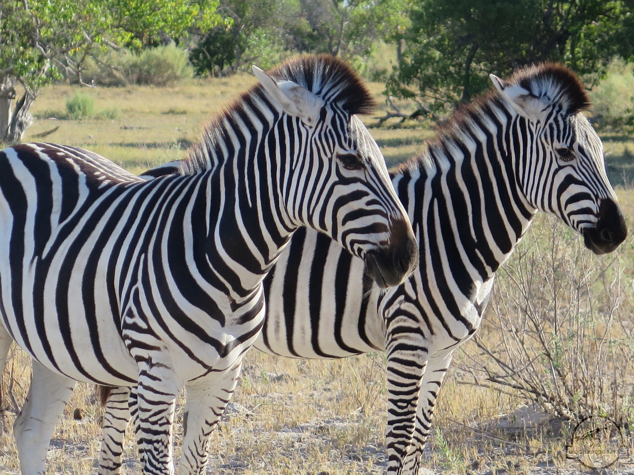 [1261] 2019_06_23_02_55_01_Africa_Canon_PowerShot_G16_IMG_0010_00005.jpg