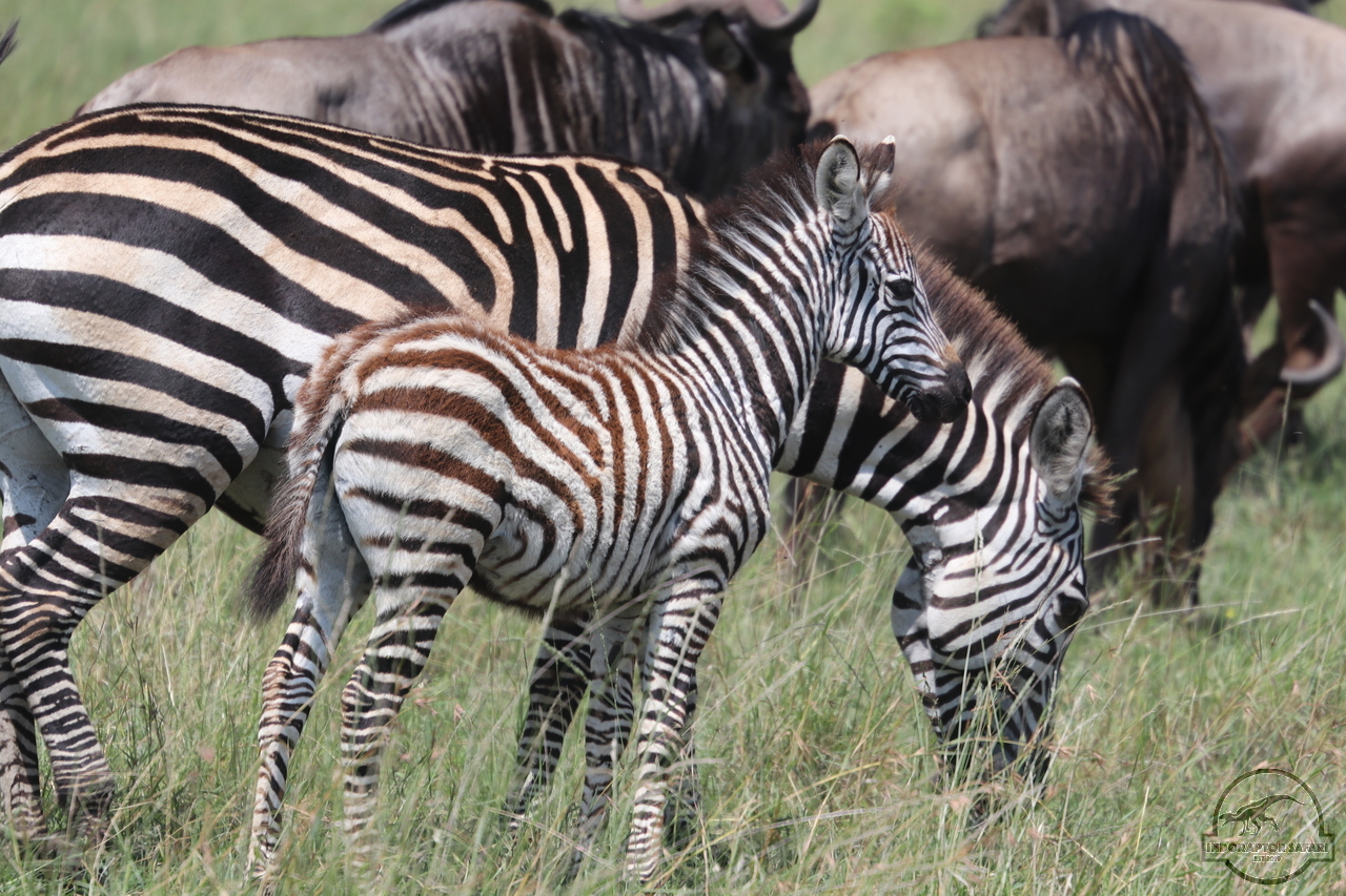 [1266] 2019_06_29_10_46_47_Africa_Canon_EOS_77D_IMG_1775_00567.jpg