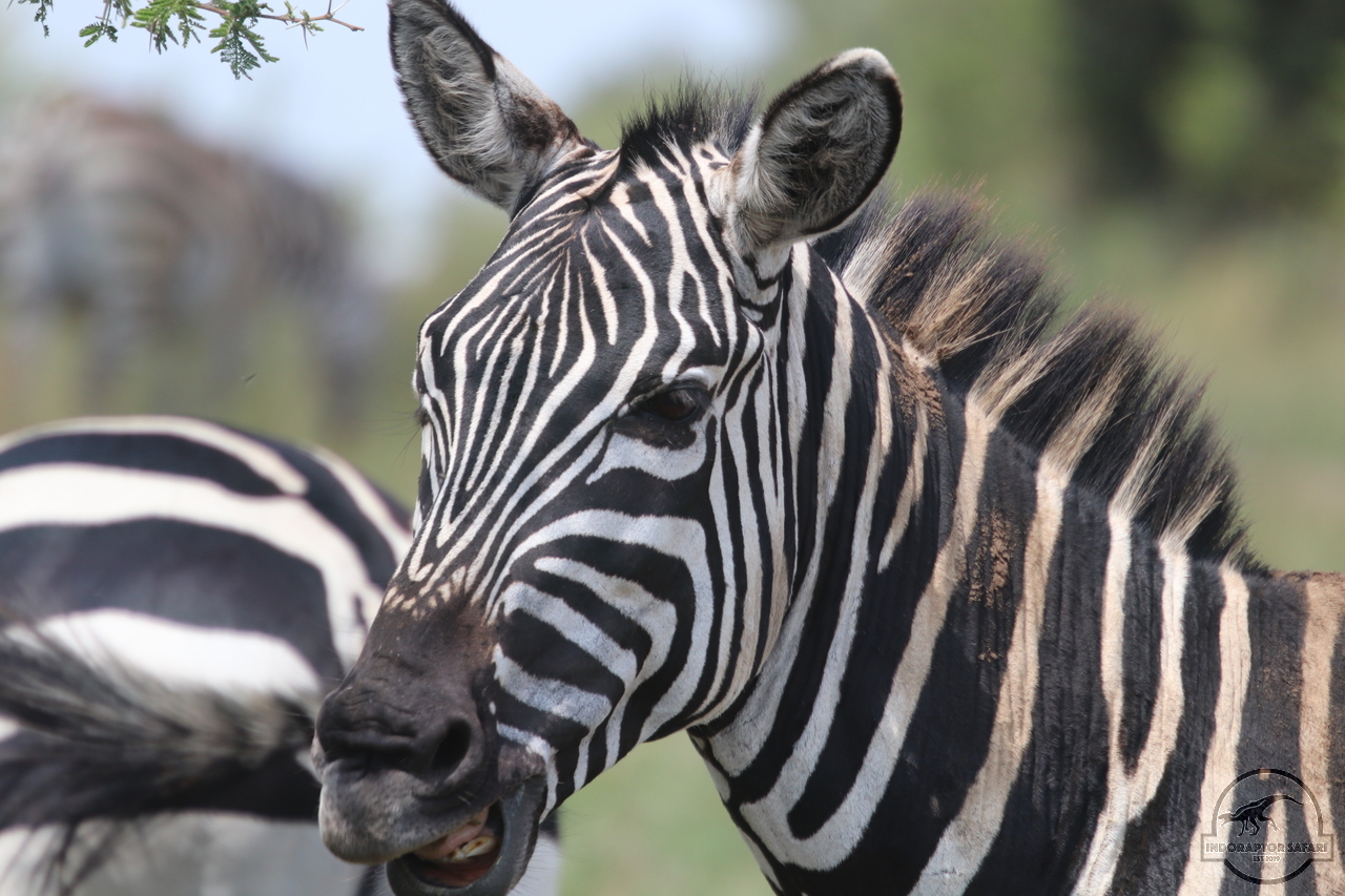 [1267] 2019_06_29_10_53_57_Africa_Canon_EOS_77D_IMG_1779_00008.jpg