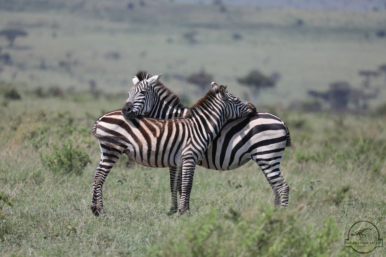 [1270] 2019_06_29_15_27_56_Africa_Canon_EOS_5D_Mark_IV_IMG_0004792_00564.jpg